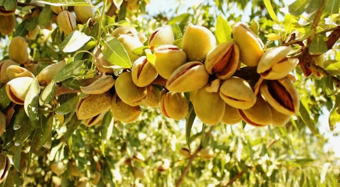 تصویر 1 از بادام سنگی خوشه‌ای با طعم اصیل و تازگی ماندگار